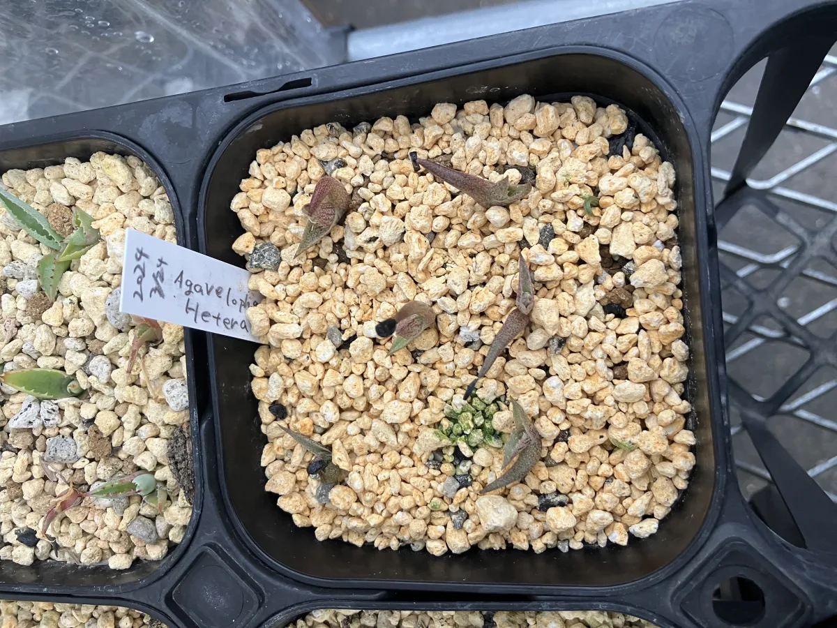 Agave univittata (アガベ ヘテラカンサ)