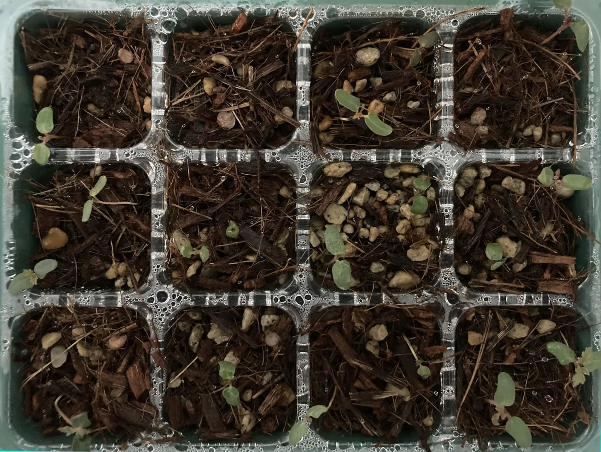 Pachycormus discolor (パキコルムス ディスカラー)