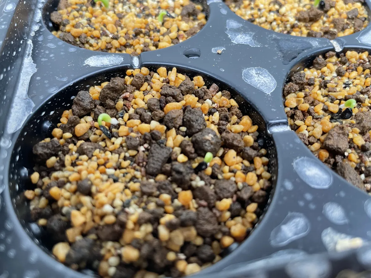 Agave titanota 'Blue' (アガベ チタノタブルー)