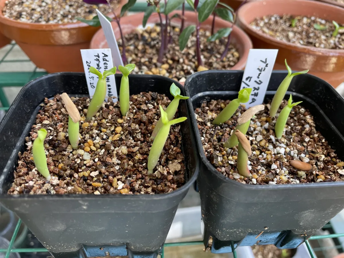Adenium arabicum Black Stem (アデニウム アラビカム ブラックステム)