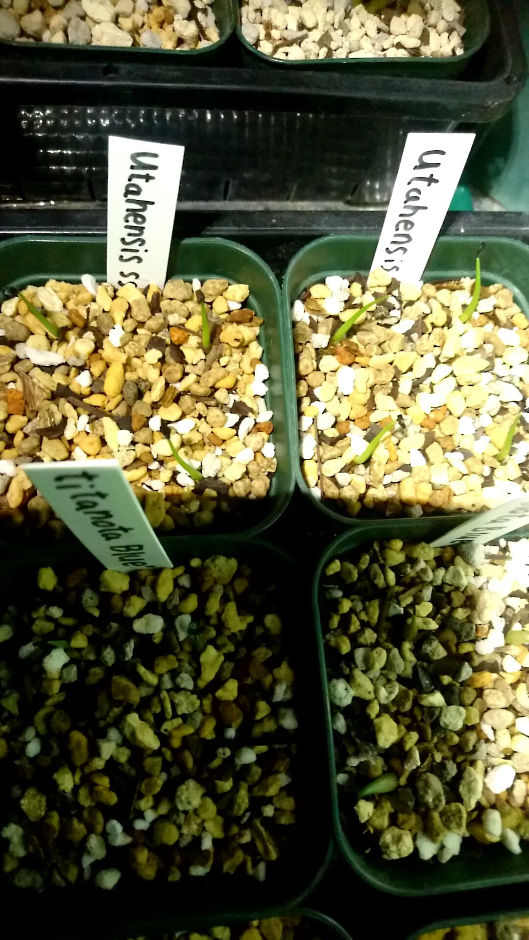 Agave utahensis ssp. utahensis (アガベ ユタエンシス)