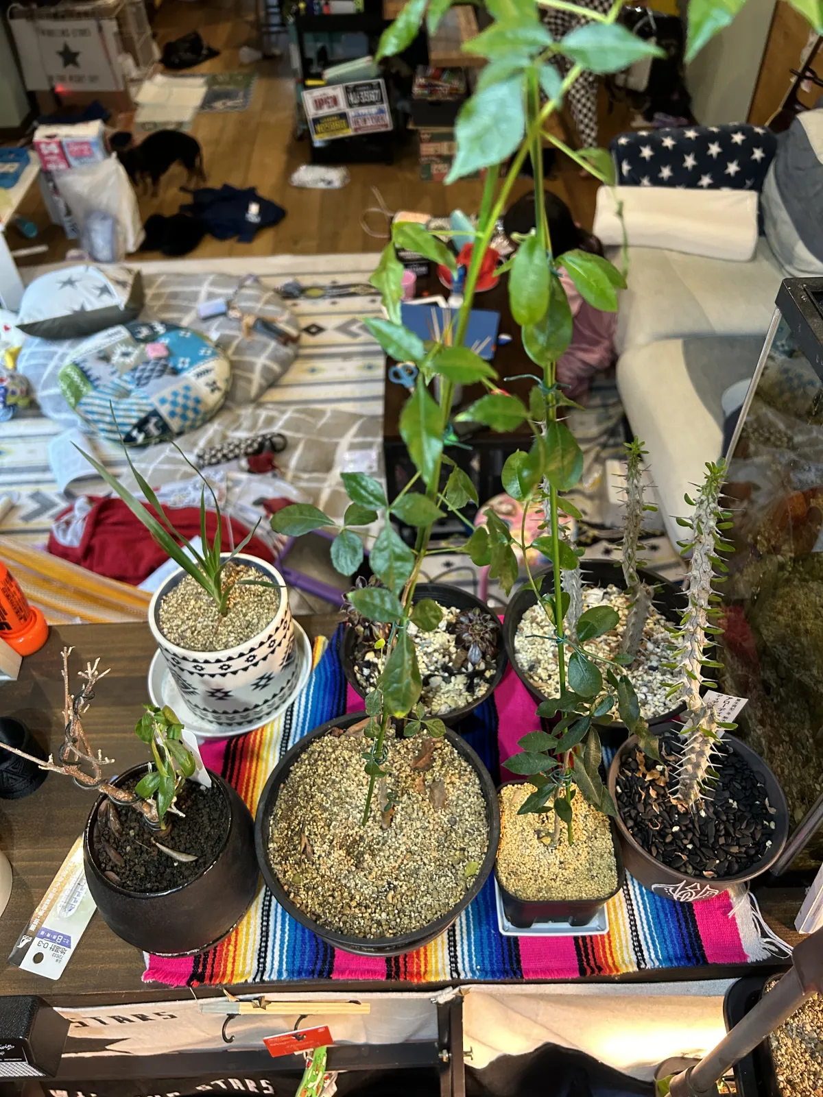 Commiphora mildbraedii Black Bark (コミフォラ ミルドブラエディ レッドブラウンバーク)