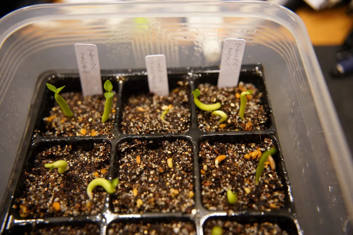 Adenium obesum (アデニウム オベスム)