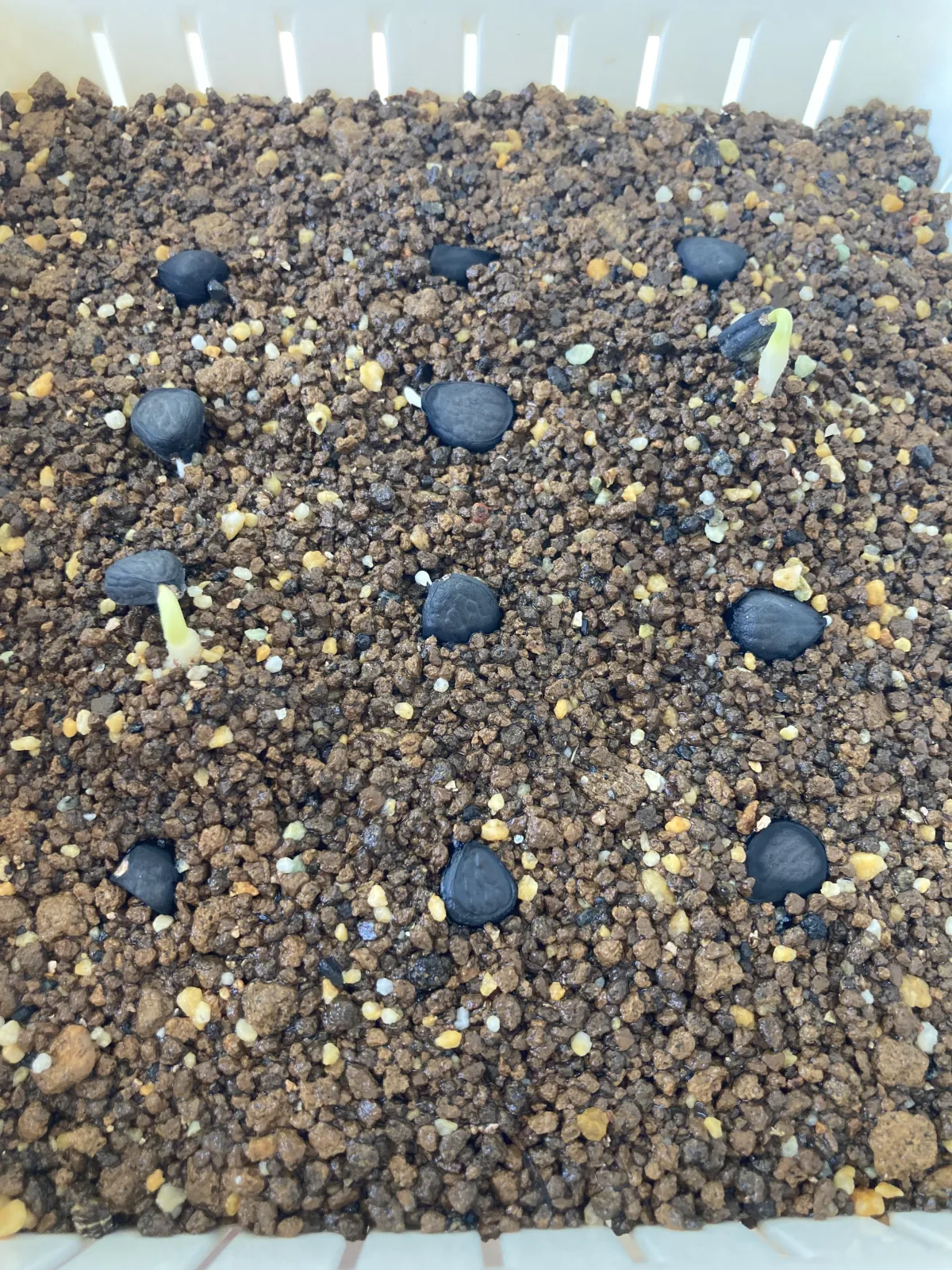 Yucca carnerosana (ユッカ カルネロサーナ)