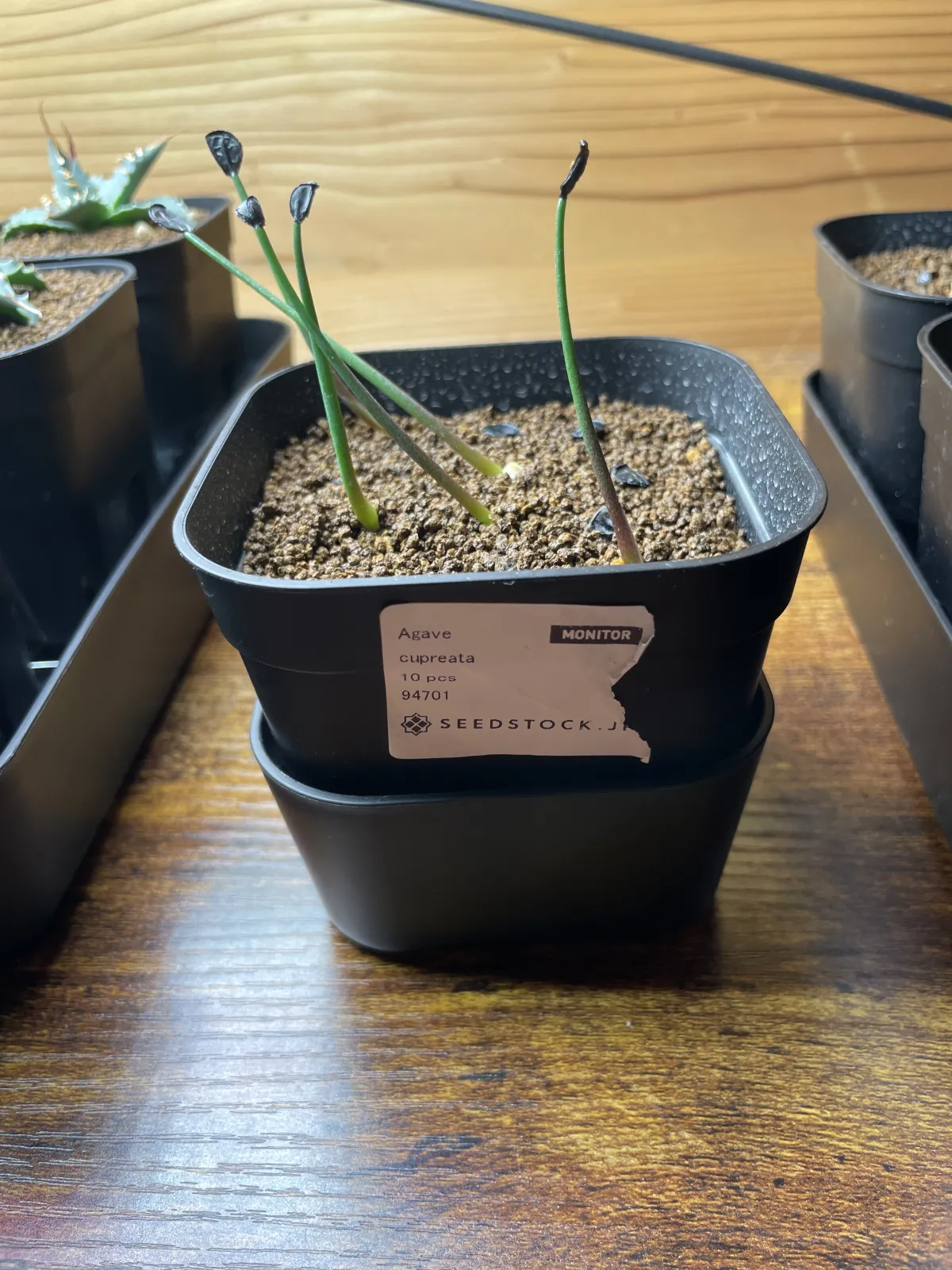 Agave cupreata (アガベ クプレアータ)