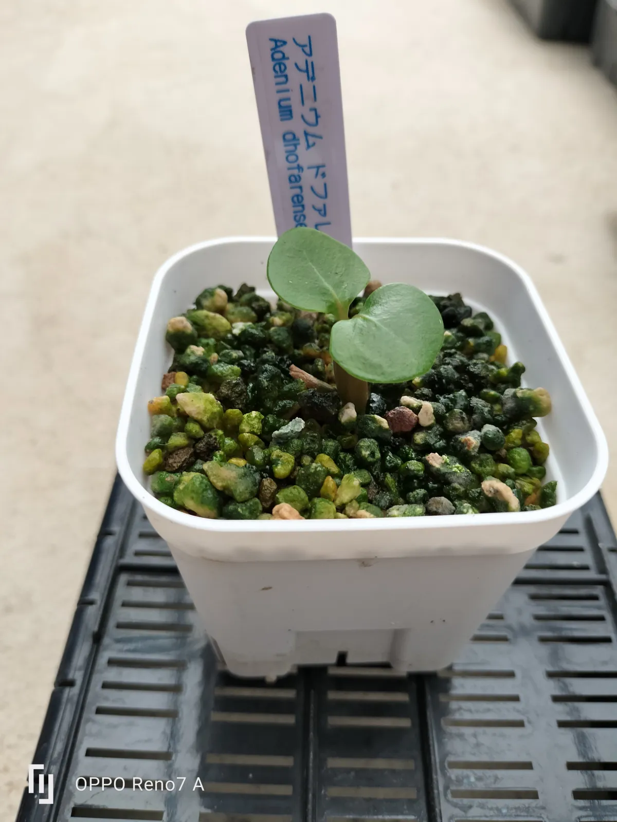 Adenium dhofarense (アデニウム ドファレンセ)