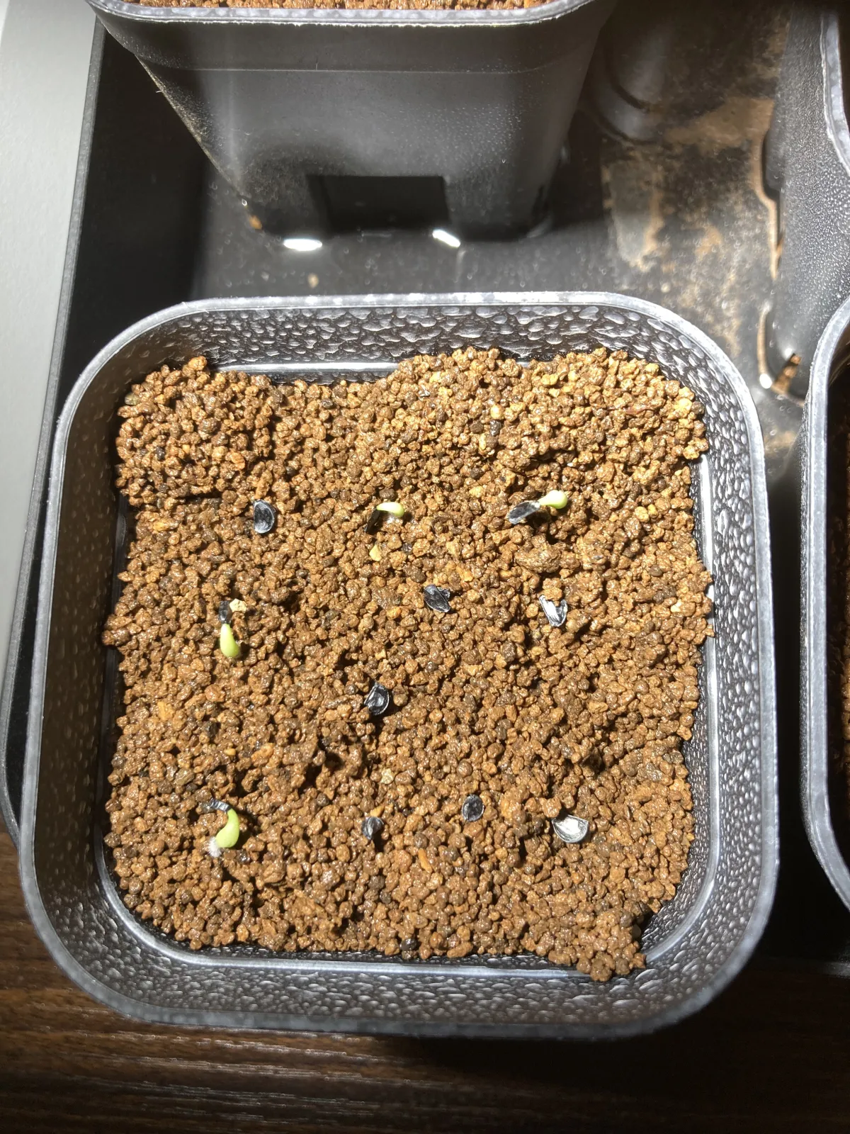 Agave oteroi (アガベ オテロイ)