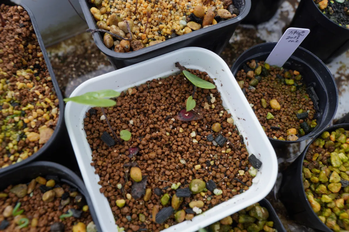 [チャレンジ種子] 亀甲竜 Dioscorea elephantipes ディオスコレア エレファンティペス 未発芽ロット