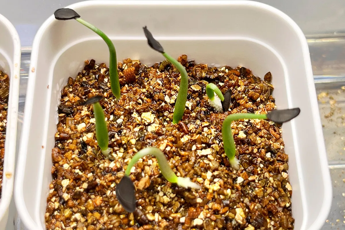 Agave shrevei ssp. matapensis (アガベ シュリベイマタペンシス)