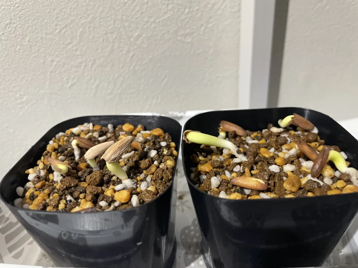 Adenium arabicum (アデニウム アラビカム)