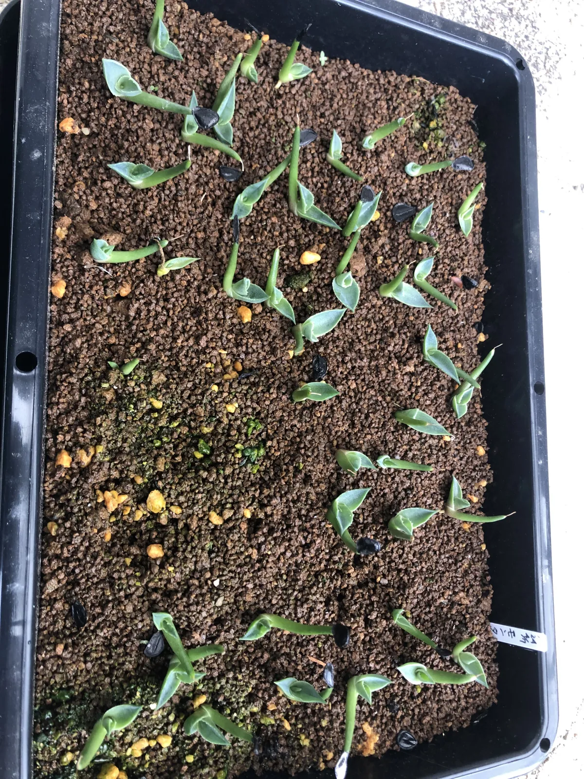 Agave montana (アガベ モンタナ)