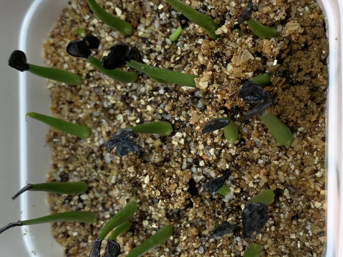 Agave americana ssp. protoamericana (アガベ プロトアメリカーナ)