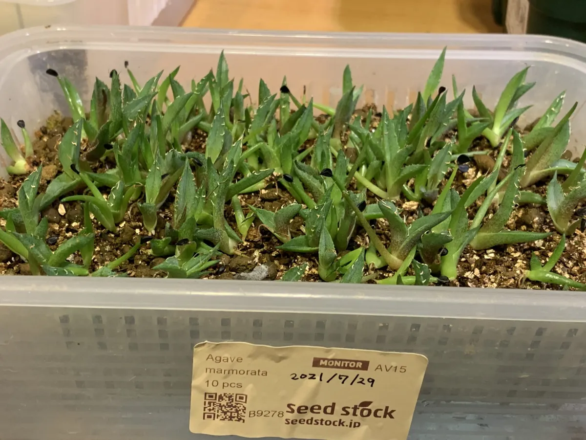 Agave marmorata (アガベ マルモラータ)