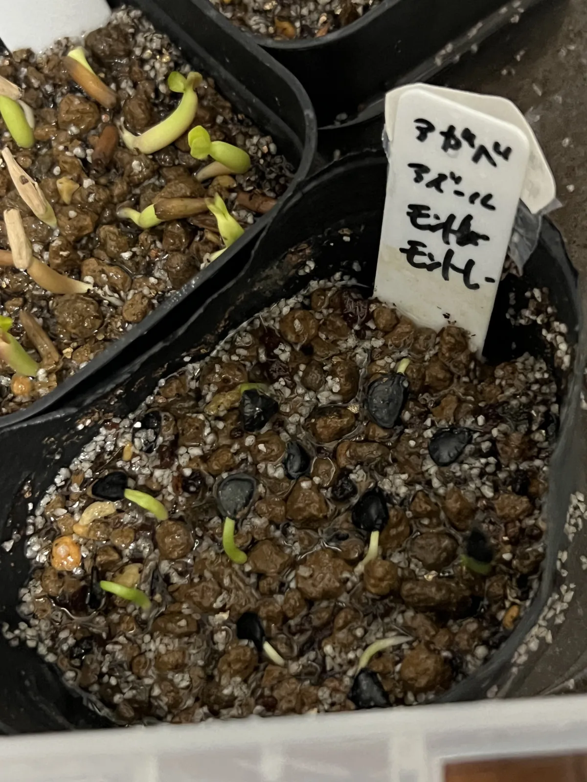 Agave Agave sp 'Azul Monterrey' (アガベ アズールモントレー)