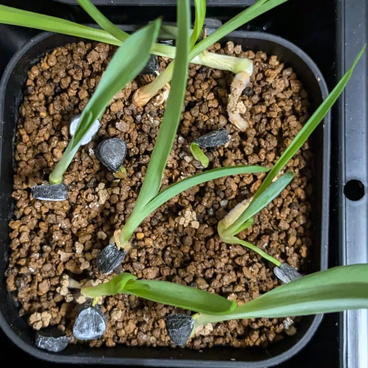 Yucca decipiens (ユッカ デシピエンシス)