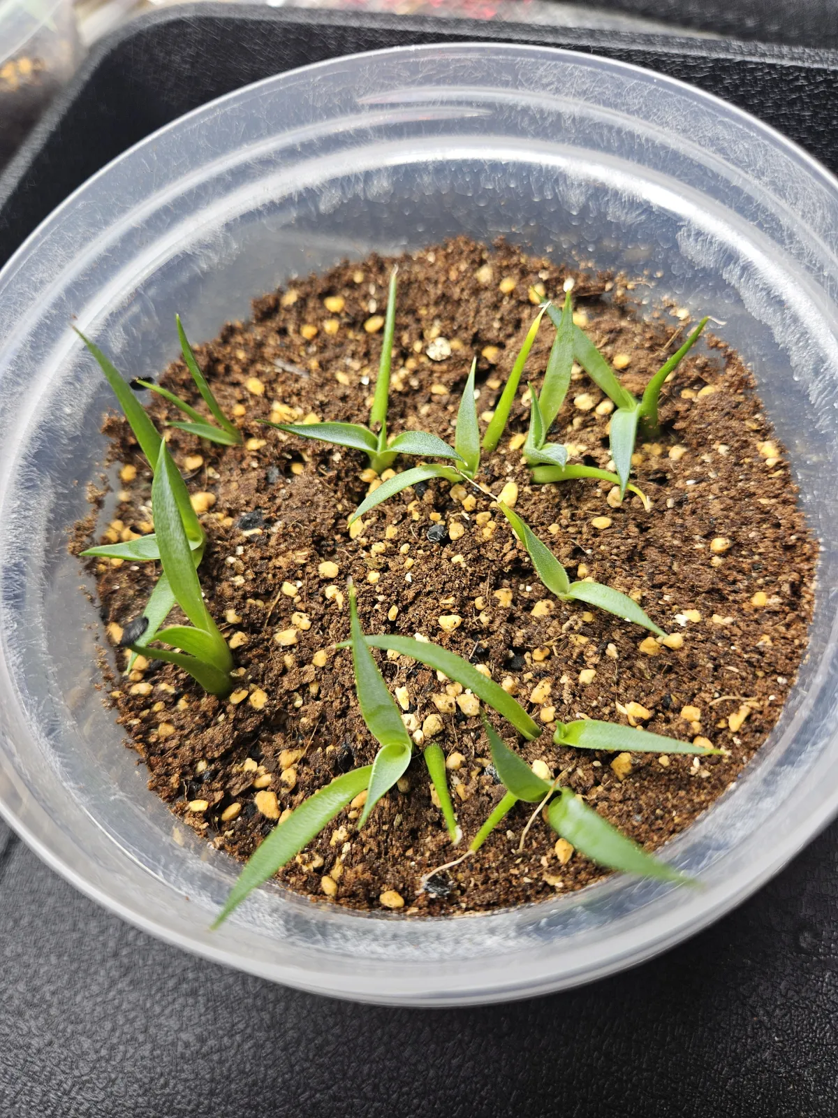 Agave utahensis var. eborispina 'Hayford' (アガベ エボリスピナ ヘイフォード)