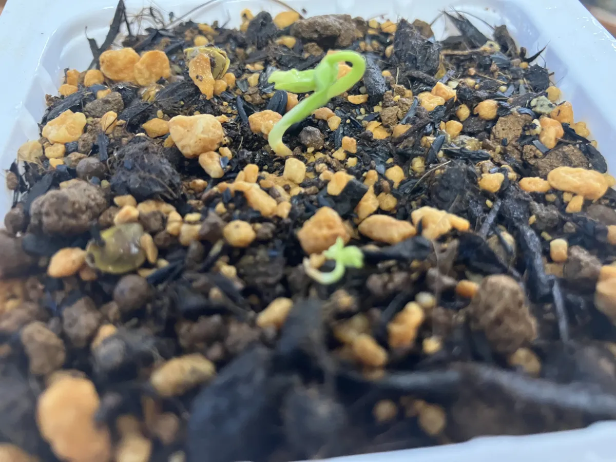 Bursera fagaroides (ブルセラ ファガロイデス)