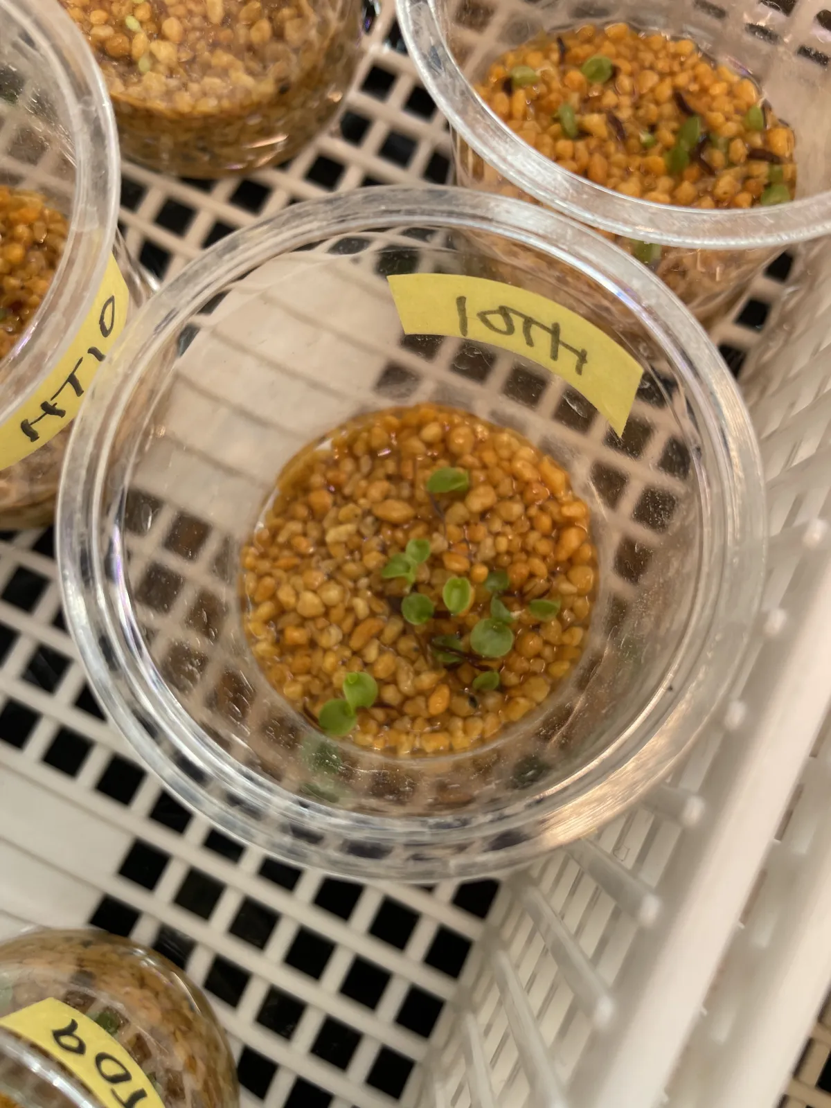 Hechtia lanata (ヘクチア ラナータ)