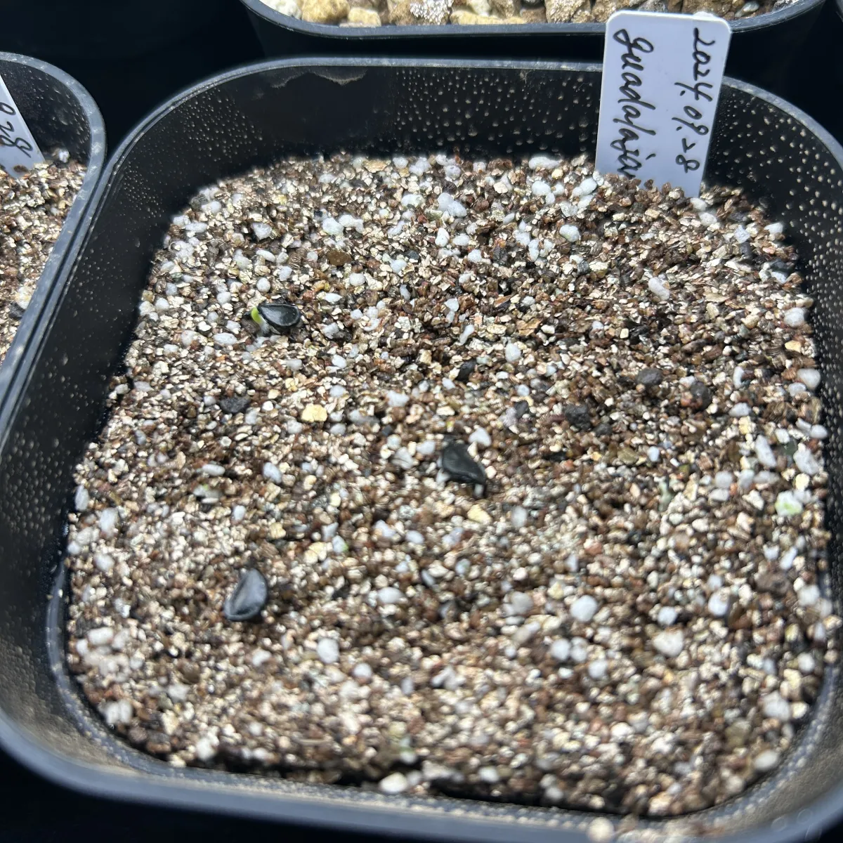 Agave guadalajarana (アガベ グアダラハラナ)