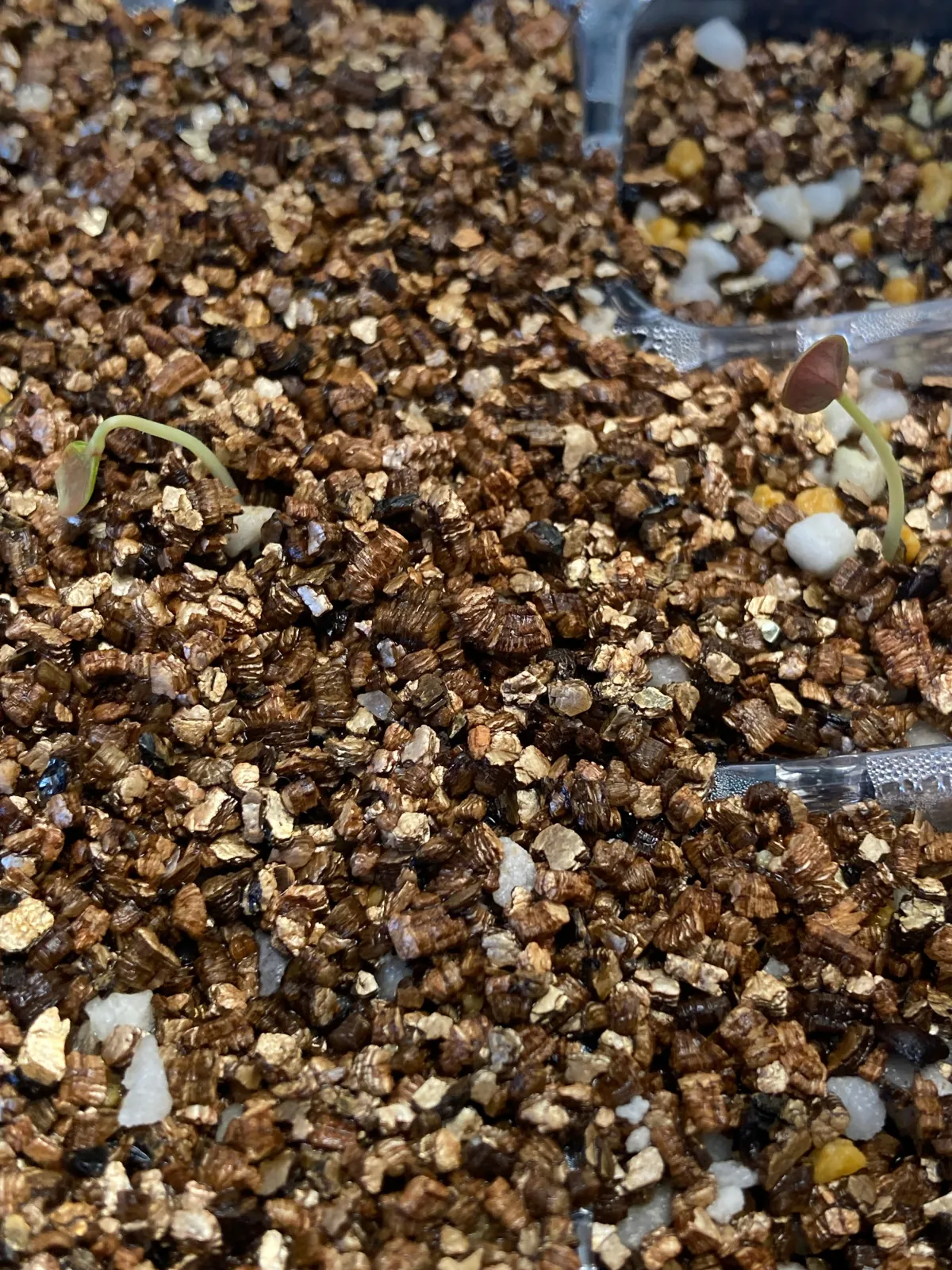 Cordyline australis (コルディリネ オーストラリス)