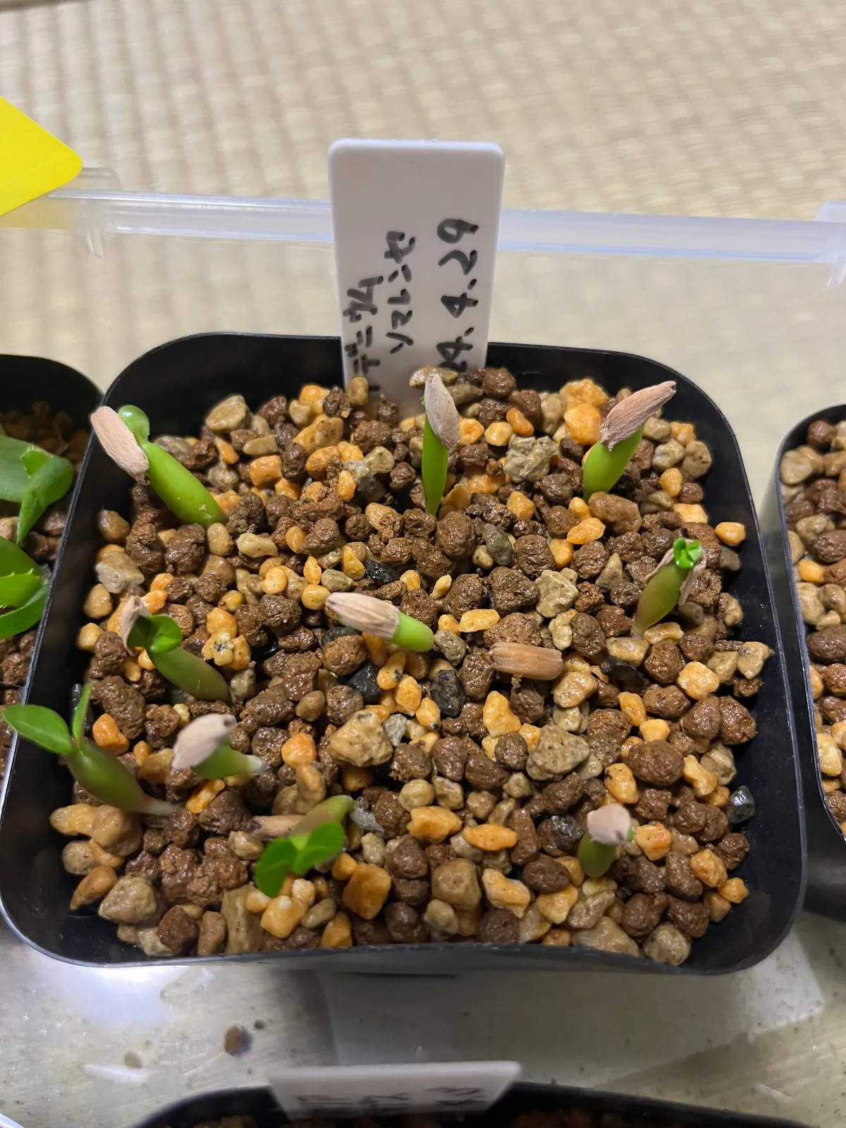 Adenium somalense (アデニウム ソマレンセ)