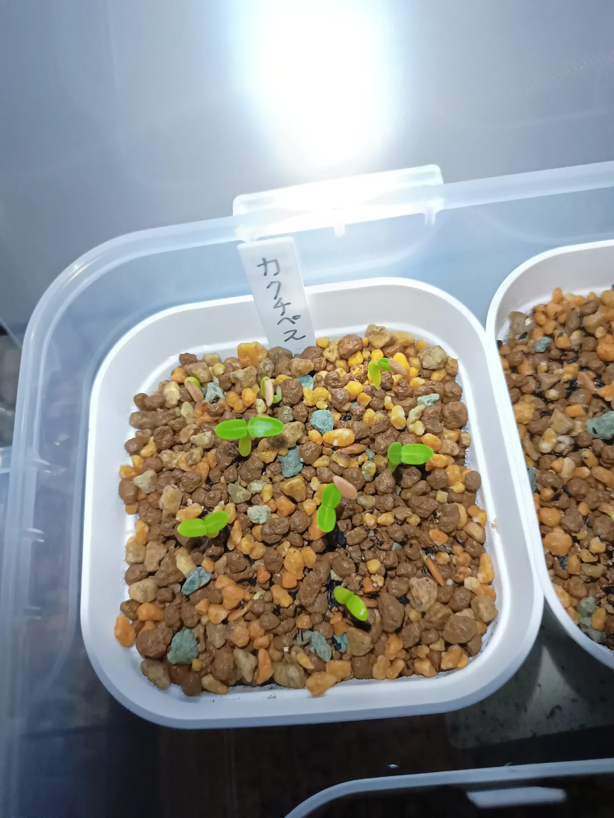 Pachypodium rosulatum ssp. cactipes (パキポディウム カクチペス)