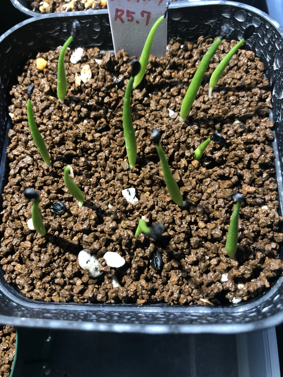 Agave utahensis var. eborispina (アガベ エボリスピナ)