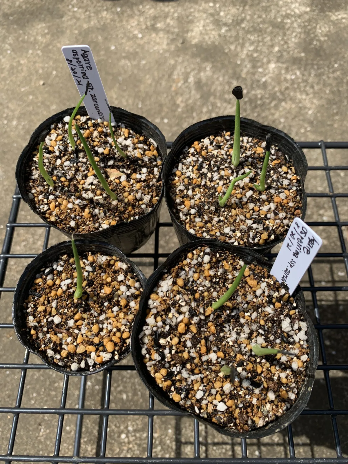 Agave asperrima ssp. zarcensis (アガベ アスペリーマ ザルセンシス)