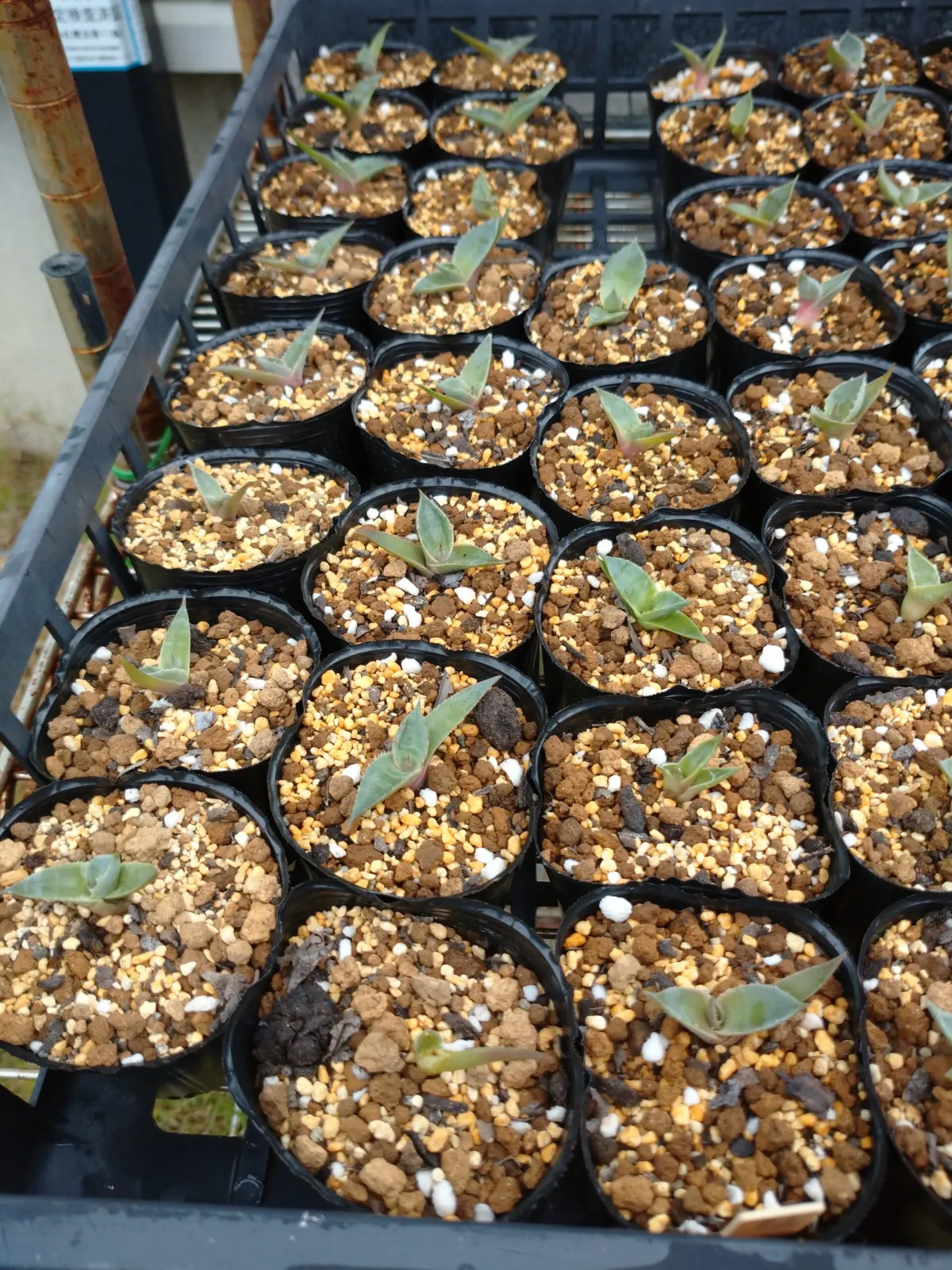 Agave utahensis ssp. utahensis (アガベ ユタエンシス)