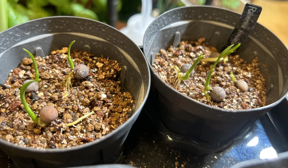 Ravenea rivularis Majesty Palm (ラベニア リブラリス)