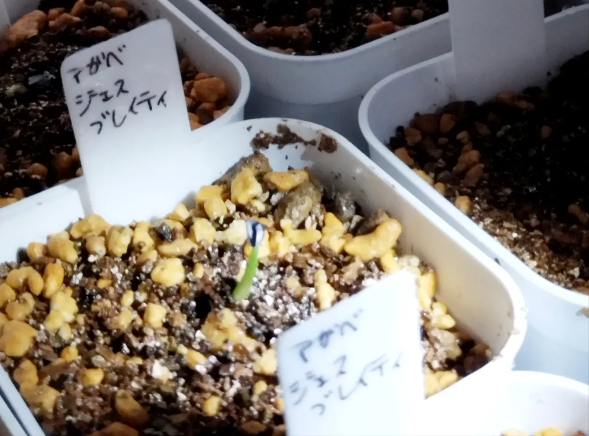 Agave ghiesbreghtii (アガベ ジェスブレイティ)