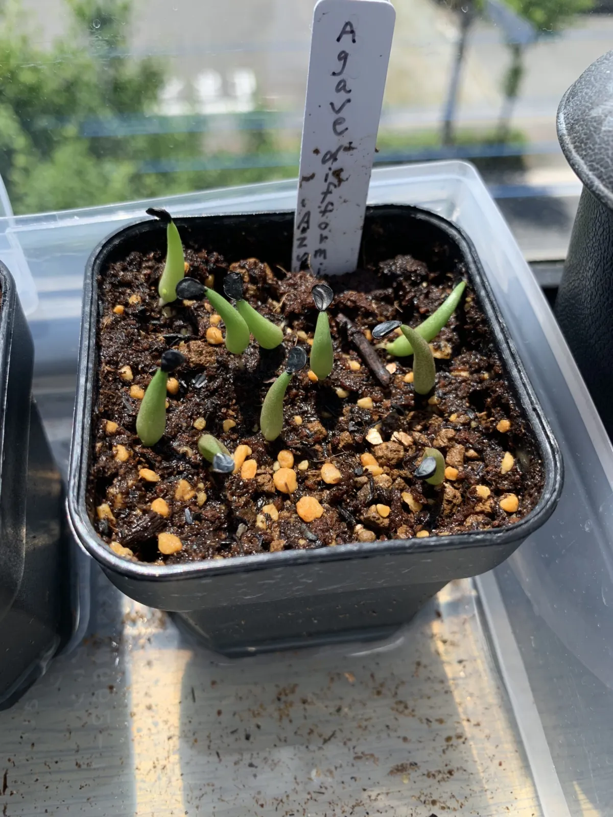 Agave difformis azul