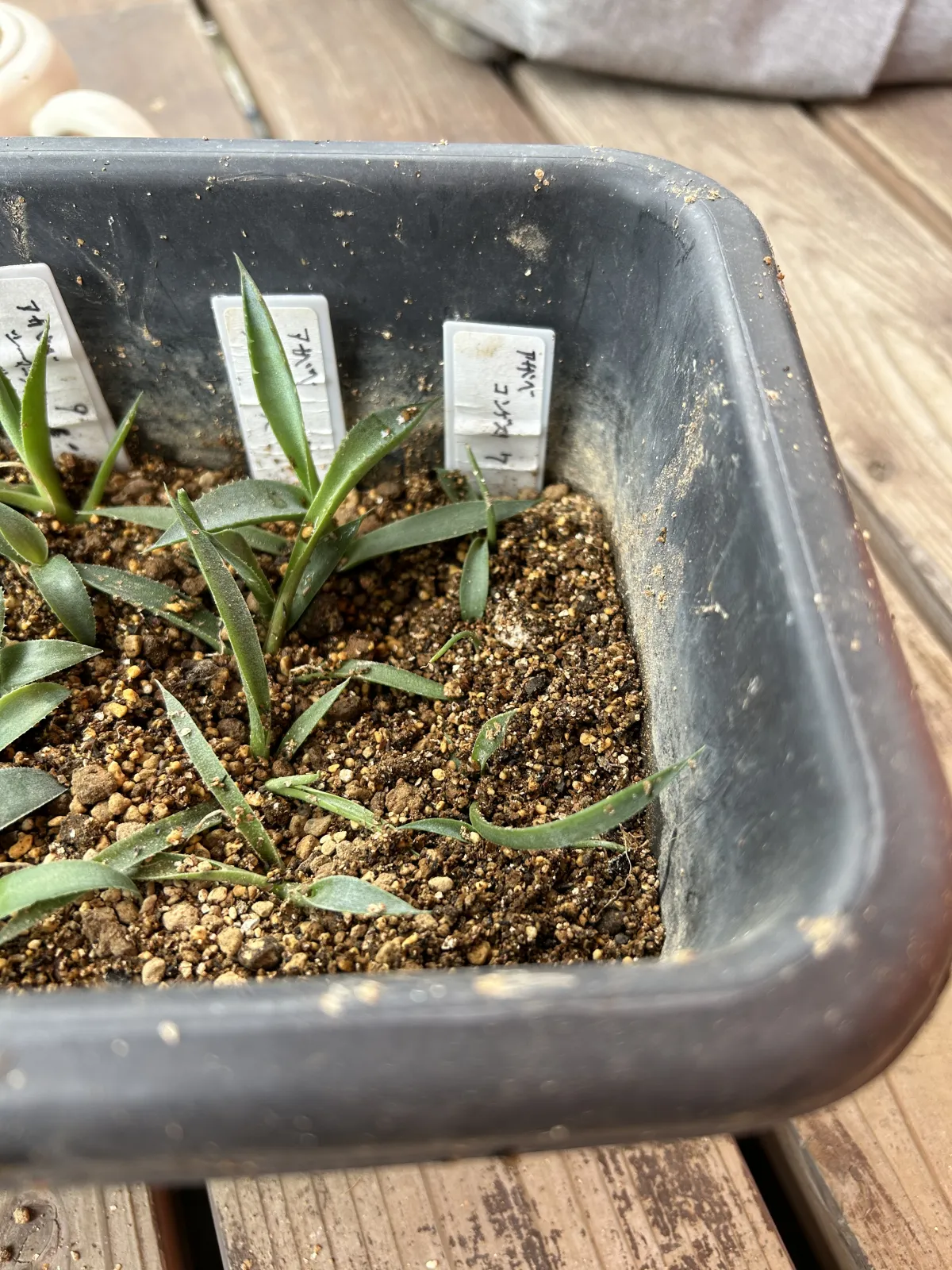 Agave congesta (アガベ コンゲスタ)