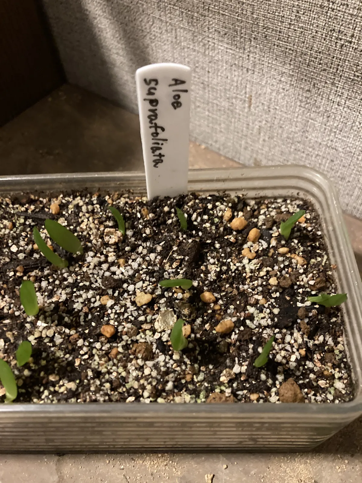 Aloe suprafoliata (アロエ スプラフォリアータ)