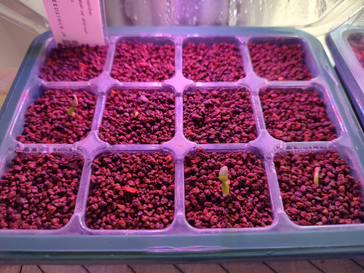 Pachypodium rosulatum var. eburneum (パキポディウム エブレネウム)