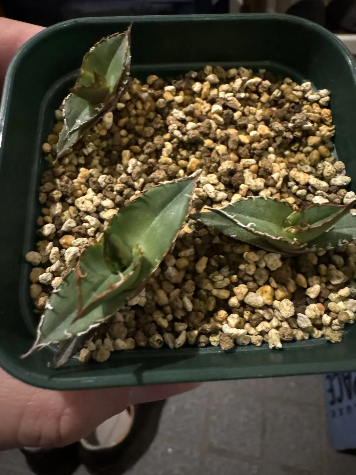 Agave kerchovei (アガベ ケルチョベイ)