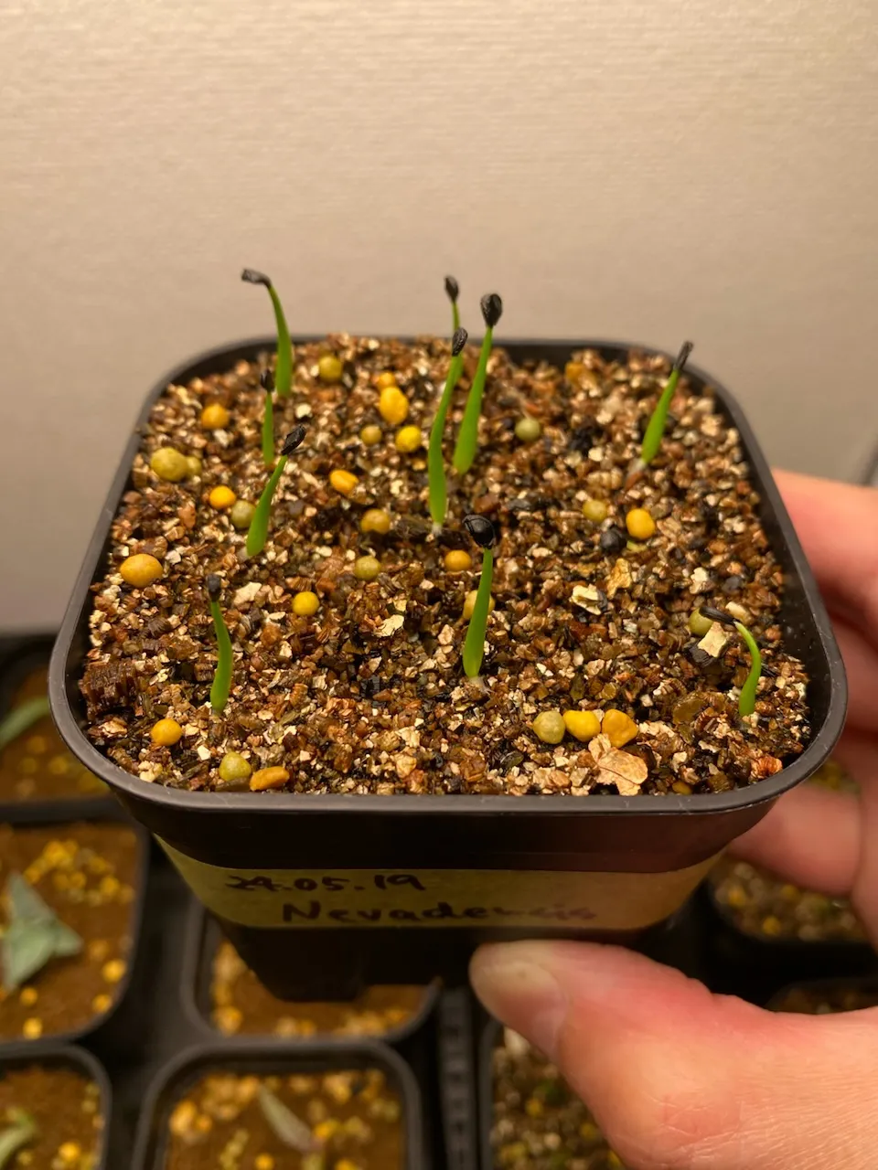 Agave utahensis var. nevadensis (アガベ ユタエンシス ネヴァデンシス)