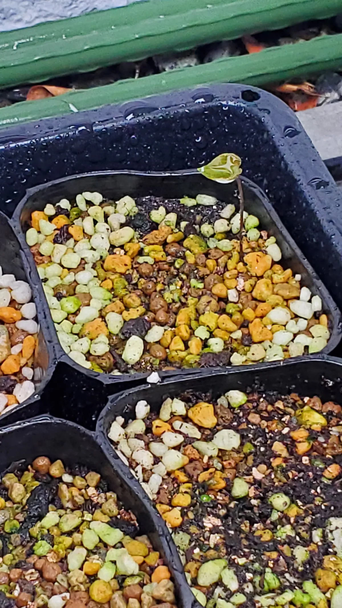 Dioscorea elephantipes (ディオスコレア エレファンティペス アフリカ亀甲竜)