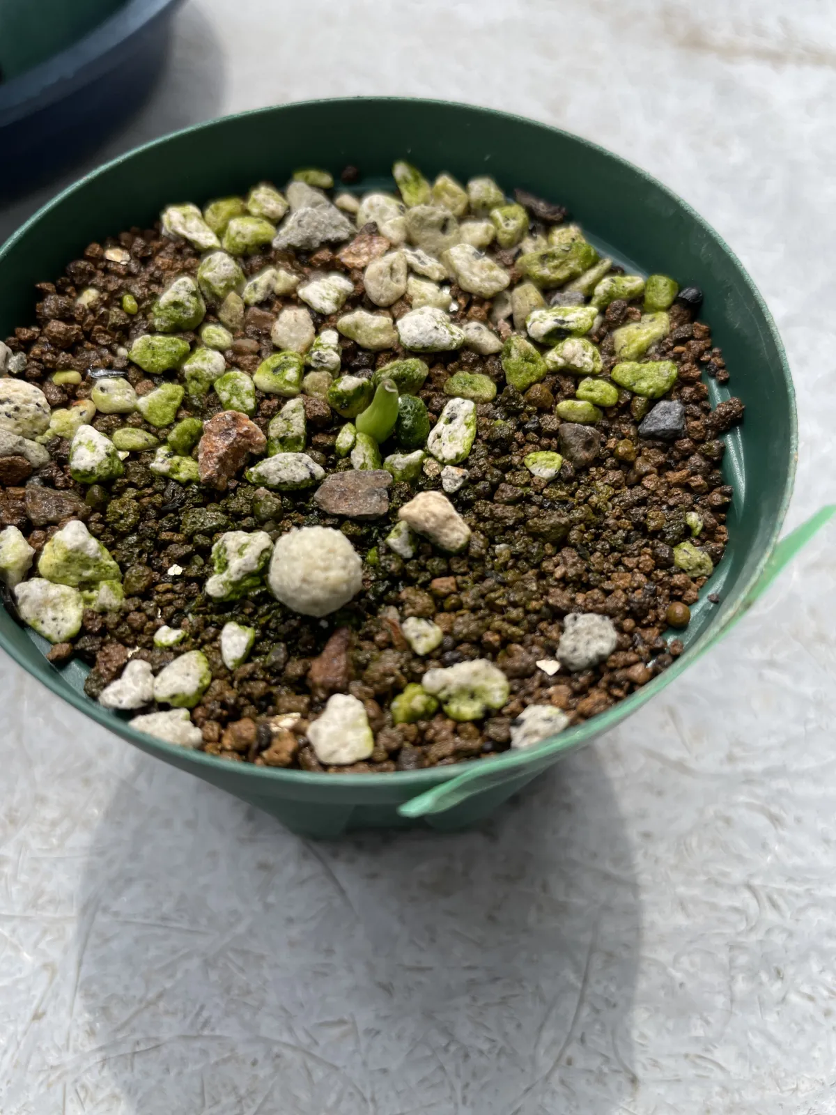 Agave victoriae-reginae ssp. swobodae 'Compacta' (アガベ スワボダエ コンパクタ‘’)