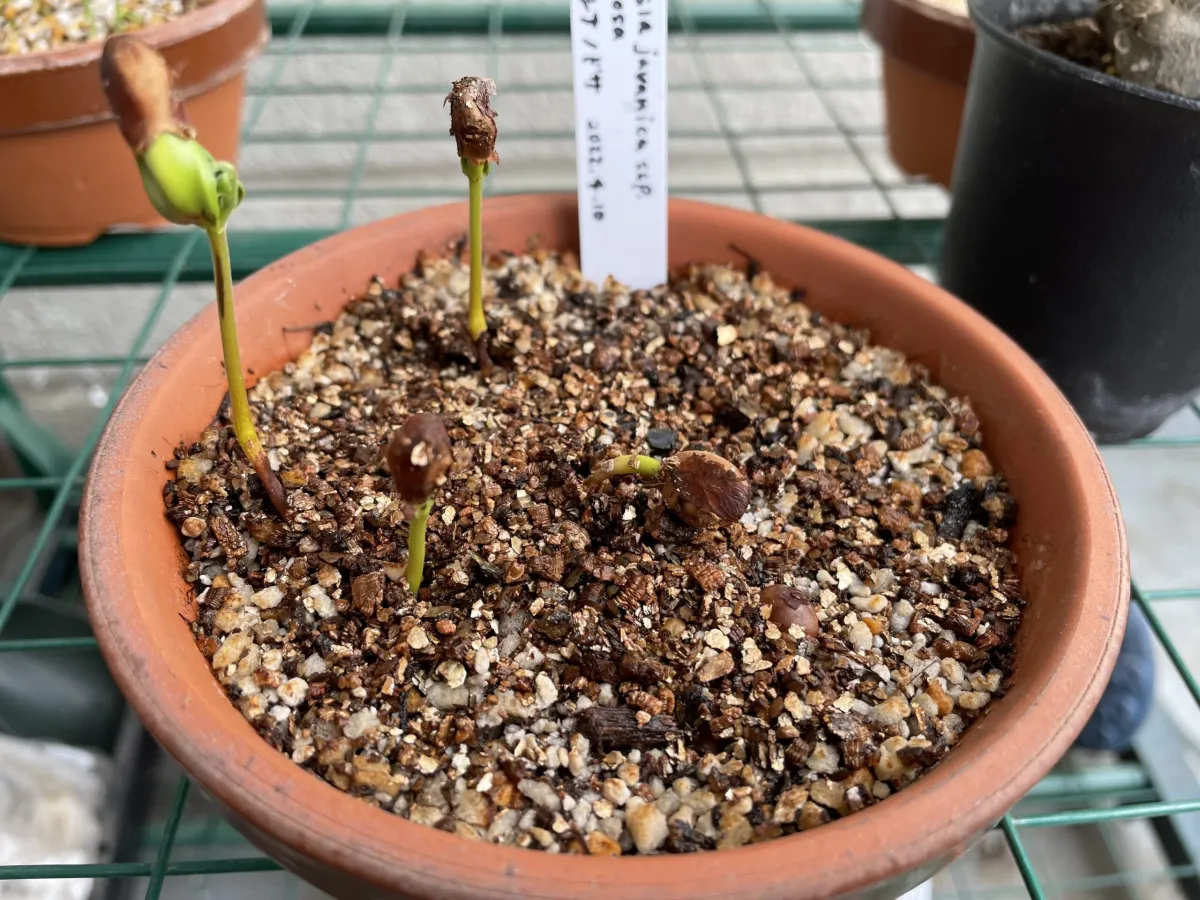 Cassia javanica ssp. nodosa (カッシア ノドサ)