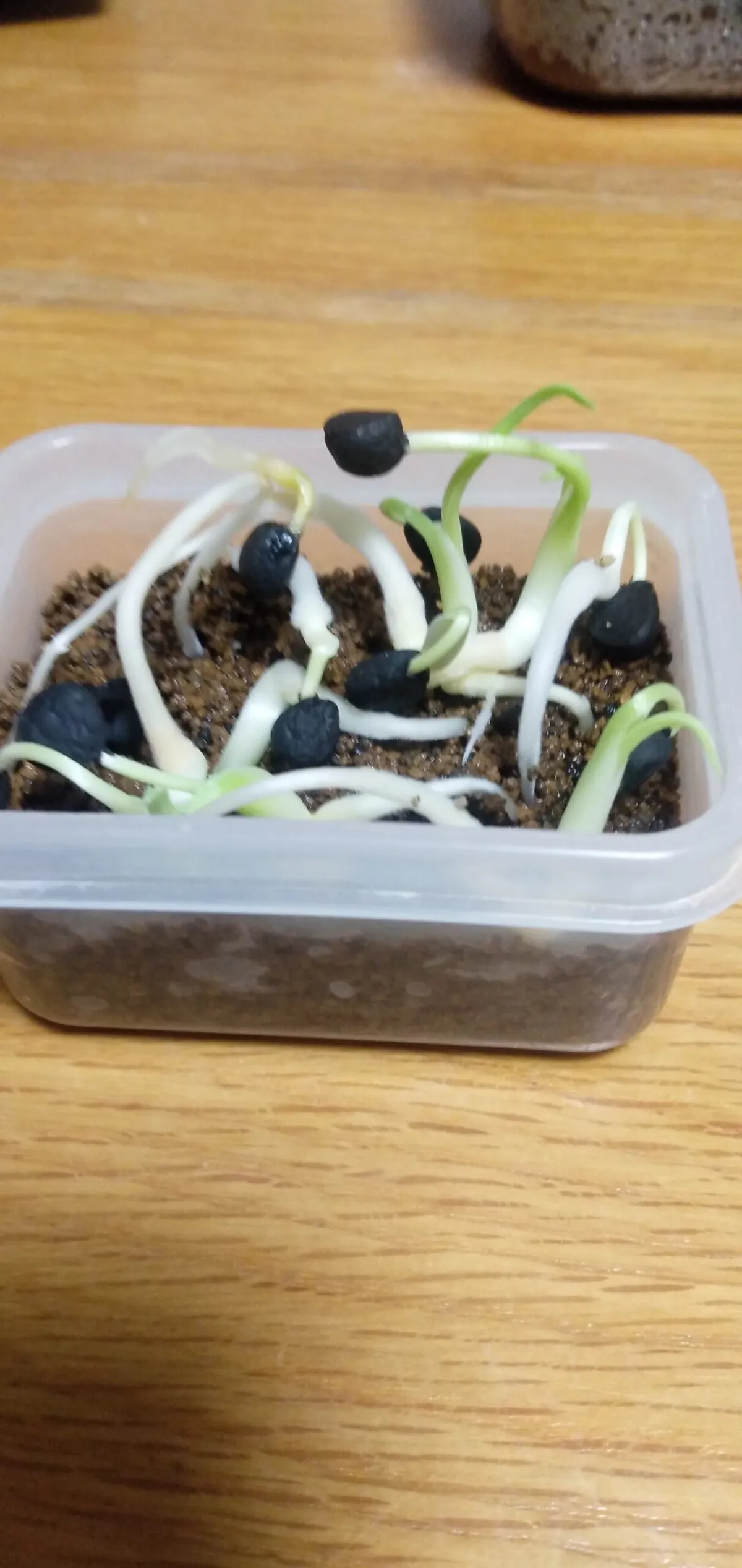 Yucca filifera (ユッカ フィリフェラ)