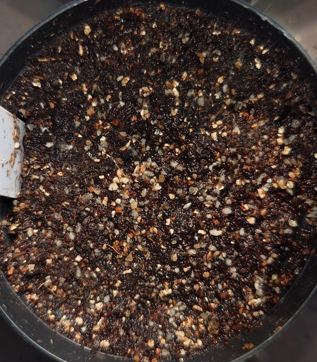 Echeveria agavoides 'Ebony' (エケベリア アガボイデスエボニー)