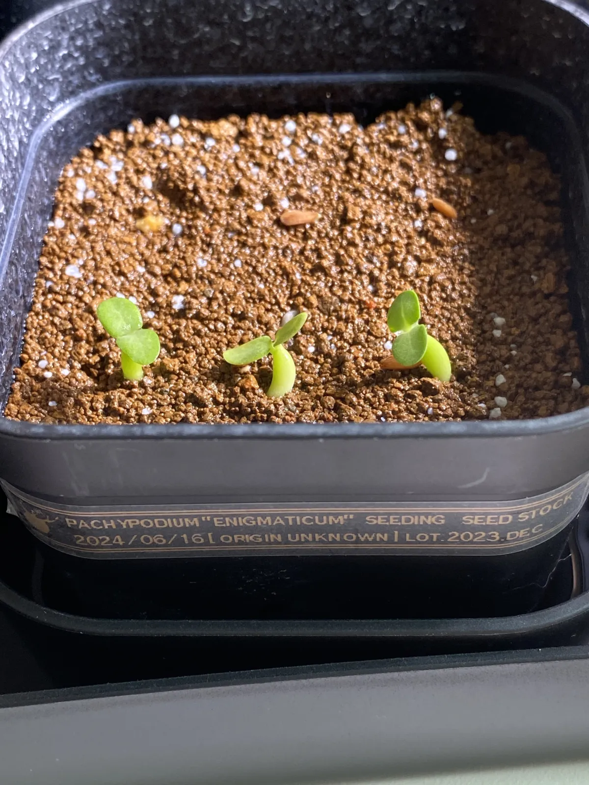 Pachypodium enigmaticum (パキポディウム エニグマチカム)