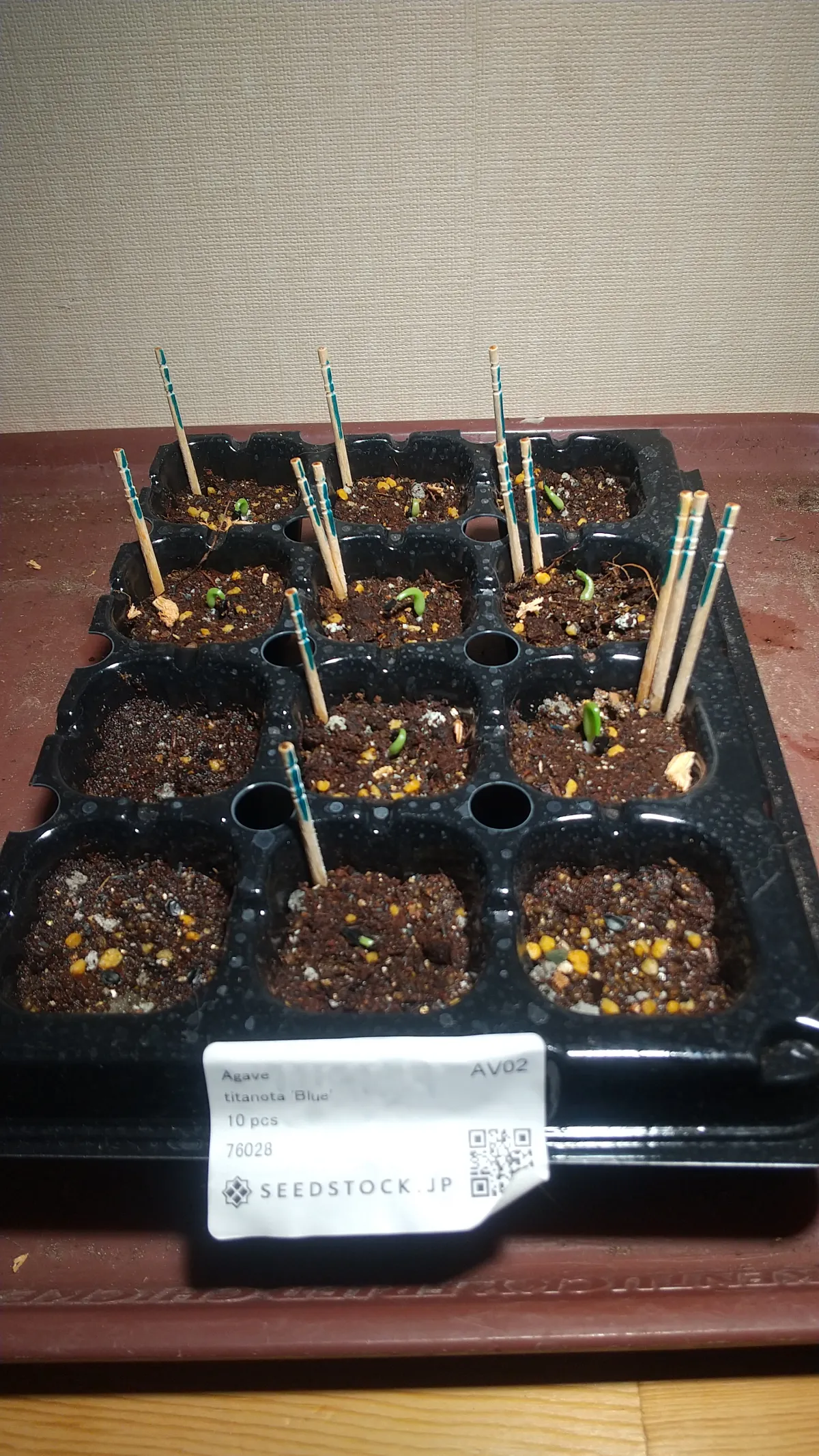 Agave titanota 'Blue' (アガベ チタノタブルー)