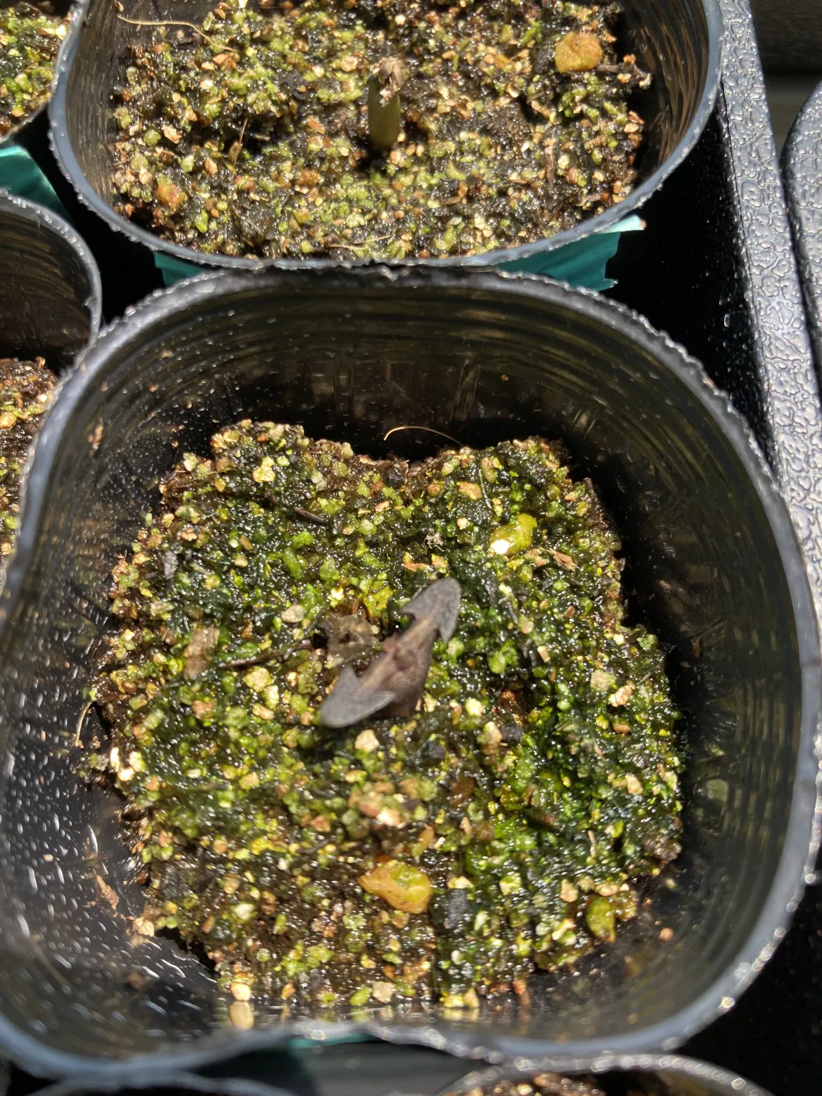 Euphorbia canariensis (ユーフォルビア カナリエンシス)