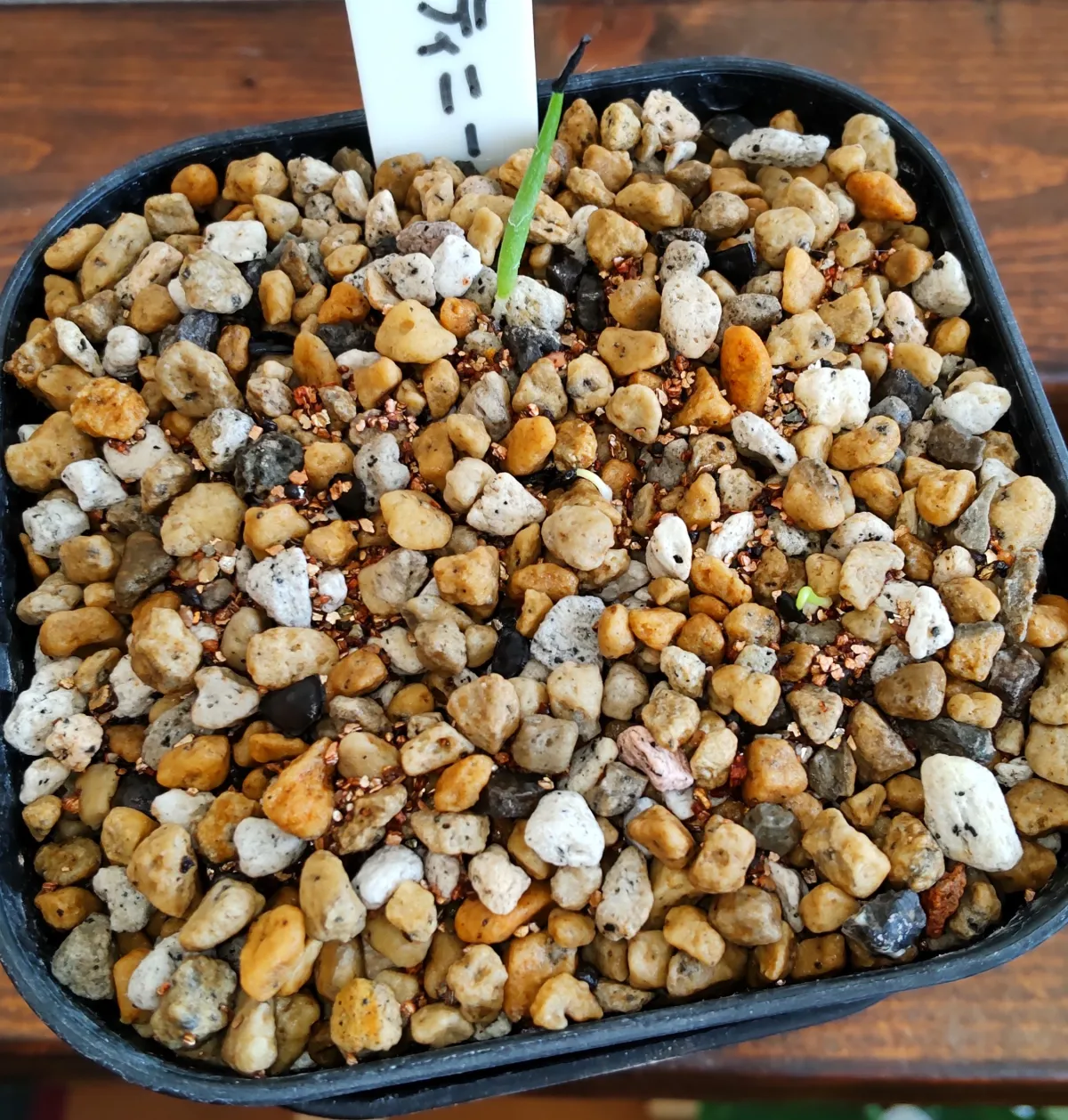 Agave kristenii (アガベ クリスティニー)