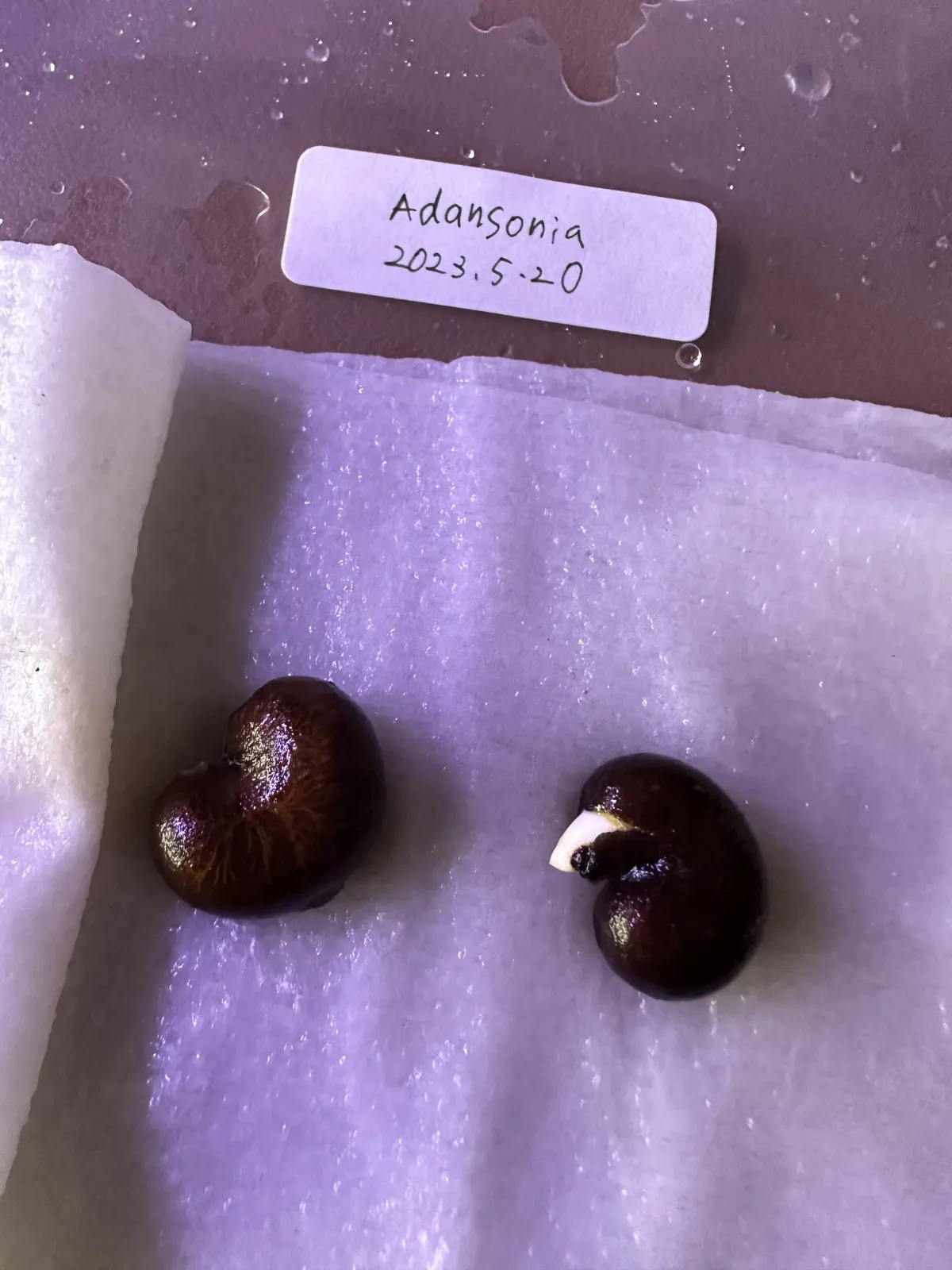 Adansonia digitata (アダンソニア（バオバブ） ディギタータ)