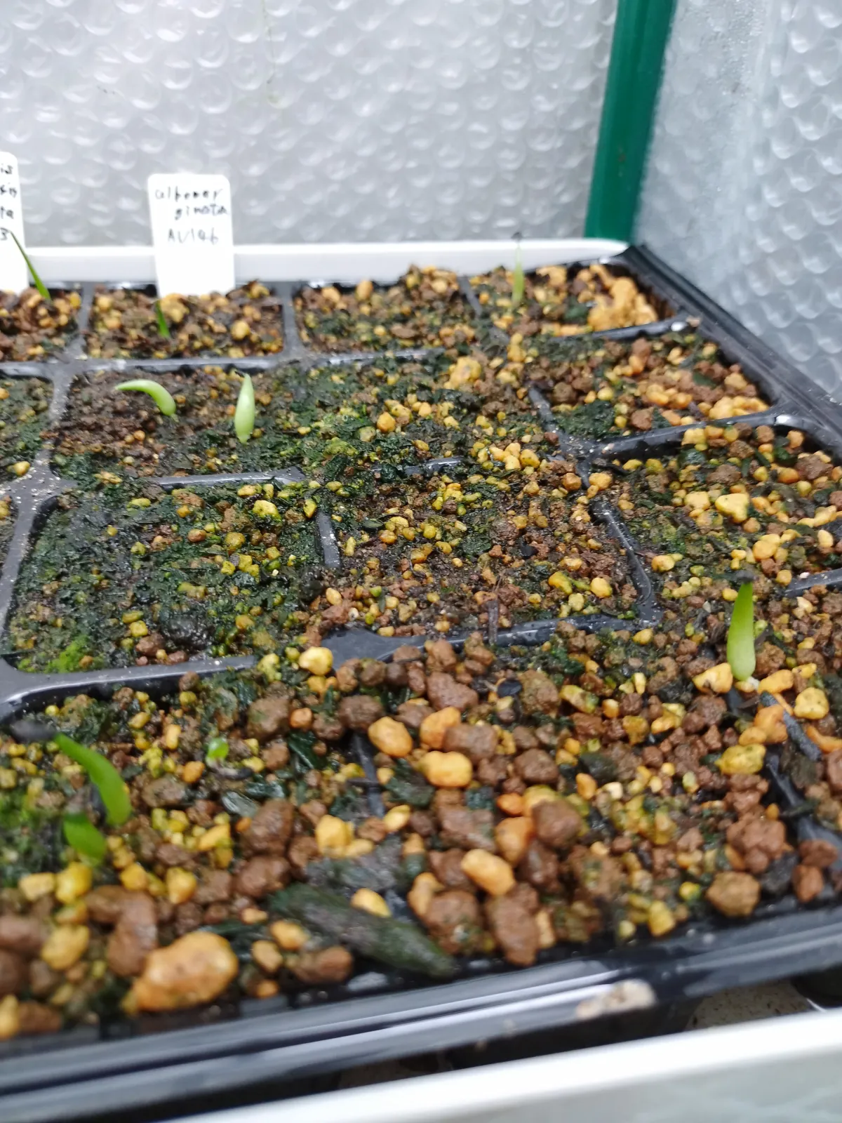 Agave albomarginata (アガベ アルボマルジナータ)