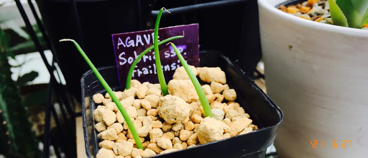 Agave sobria ssp. frailensis (アガベ フレイレンシス)