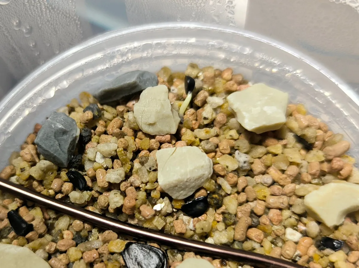 Agave nickelsiae (アガベ ニッケルシー)